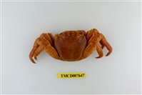 藏品(白紋方蟹)的圖片